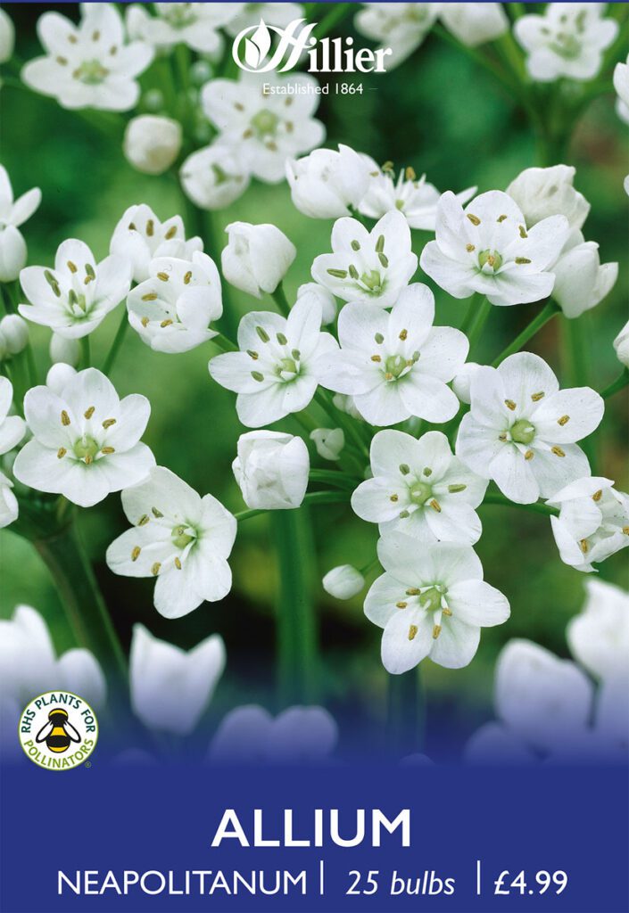 Allium Neapolitanum Bulbs 8718641970201 2